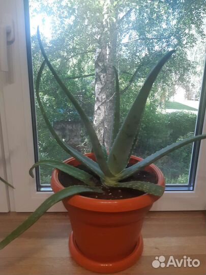 Алоэ лечебный