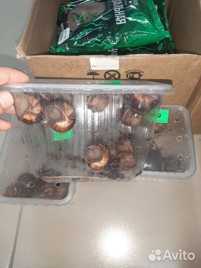 Виноградные улитки живые