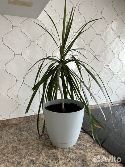 Комнатные цветы драцена