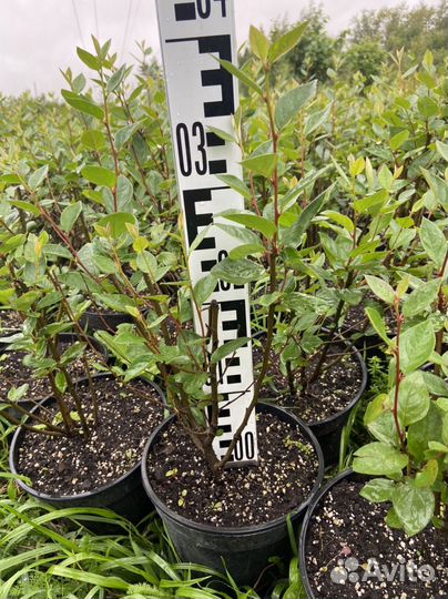 Кизильник блестящий