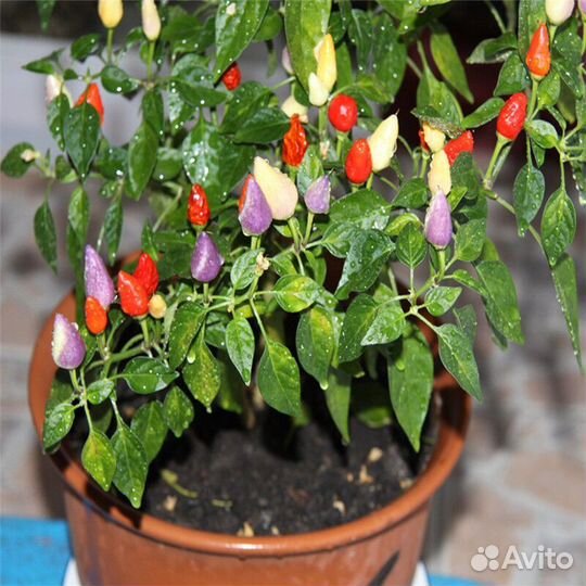 Перец острый многолетний, разноцветный. Рассада