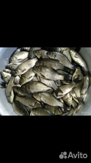 Живец карась