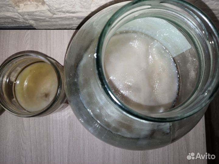 Чайный гриб комбуча