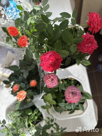 Роза комнатная домашняя