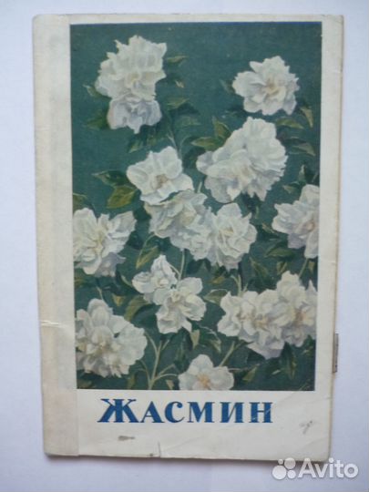 Вехов Н. Жасмин Московский рабочий 1952г