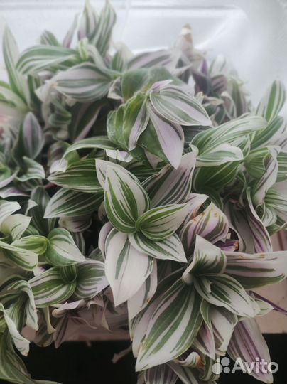 Куст традесканции трёхцветной