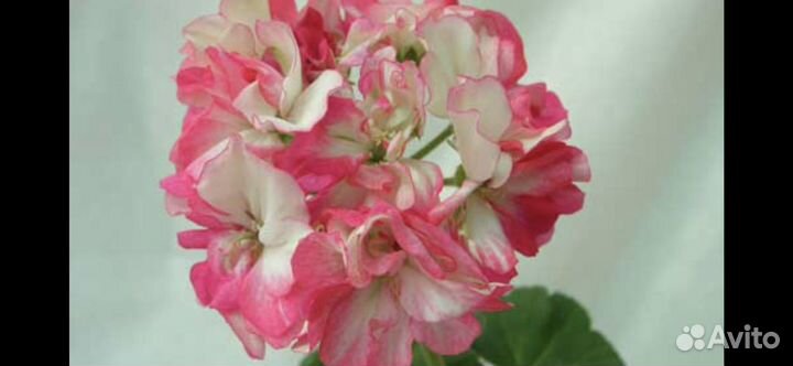 Сортовые пеларгонии