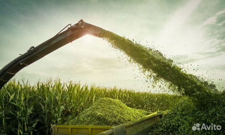 Силос кукурузный