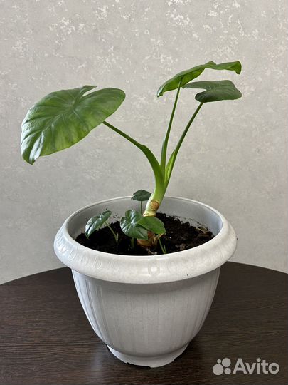 Комнатное растение