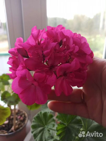 Пеларгония герань