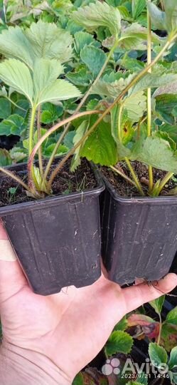 Рассада клубники. Мармелада