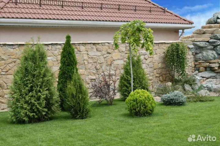 Укладка и продажа рулонного газона