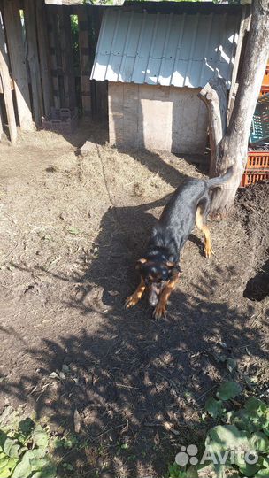Помесь овчарки