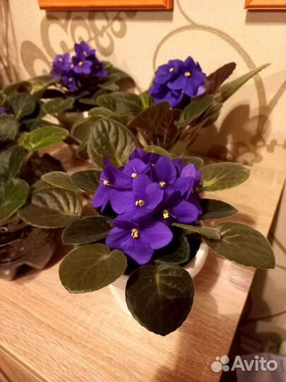 Узамбарская фиалка