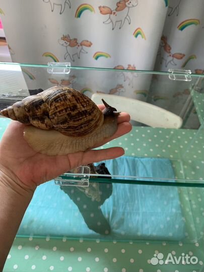 Улитки ахатины большие