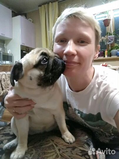 Дрессировка собак, зоопсихолог, кинолог