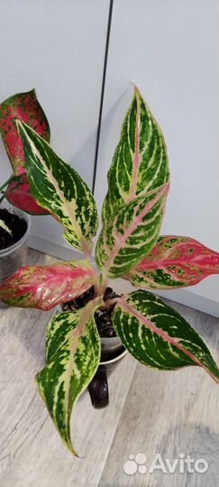 Аглаонемы сортовые