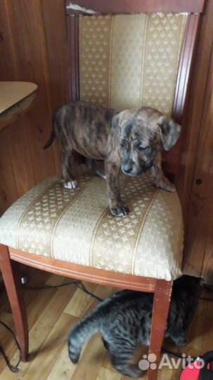 Щенок Питбуль