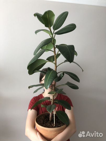 Фикус бенджамина большой