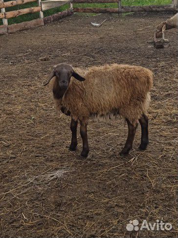 Эдильбаевские бараны
