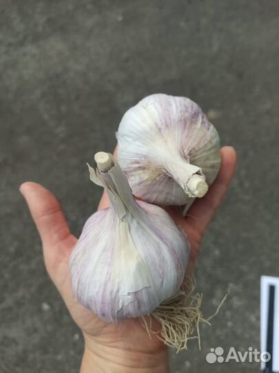 Чеснок озимый на посадку