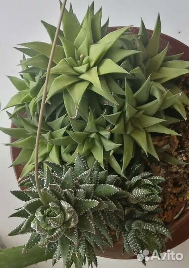 Суккуленты, алоэ