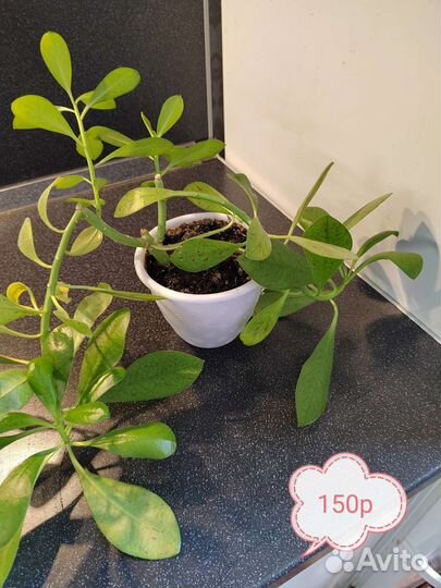 Комнатные цветы