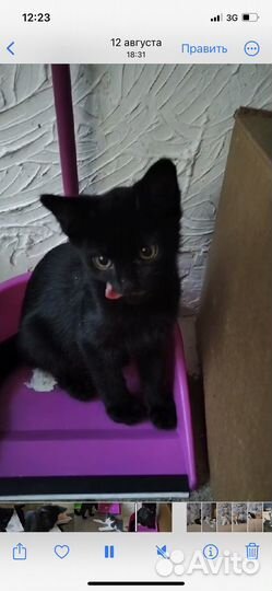 Покровские котятки в дар