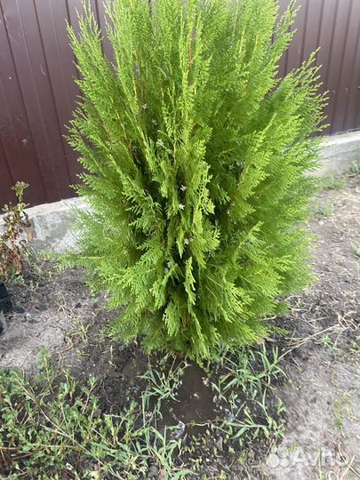 Туя восточная книжка