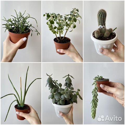 Комнатные растения/домашние цветы купить в Ставрополе | Товары для дома ...