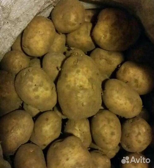 Семенной картофель адретта