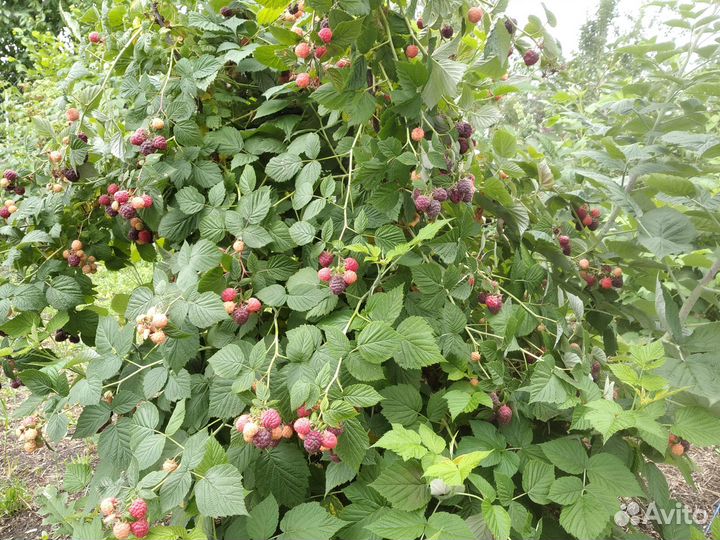 Продаем саженцы малины, малиновое дерево Таруса