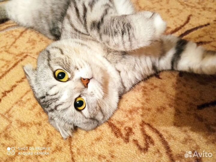 Вязка британец/шотландец вискас
