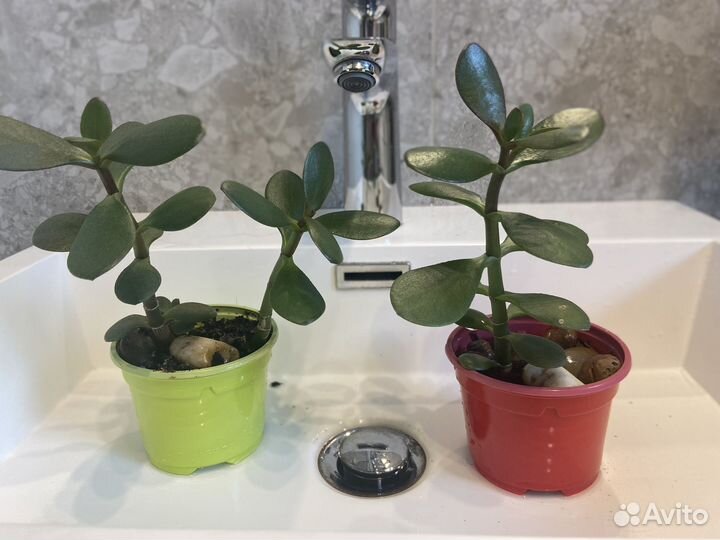 Толстянка Крассула денежное дерево