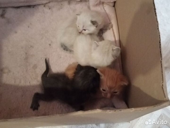 Котята в добрые руки бесплатно