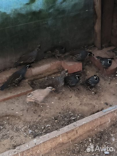 Калифорнийский перепел