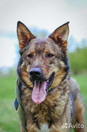 Собаки бесплатно в добрые руки