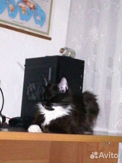 Кошки мейн-кун