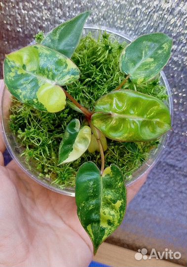 Фил Билля вар