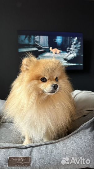 Шпиц. Вязка. Кобель