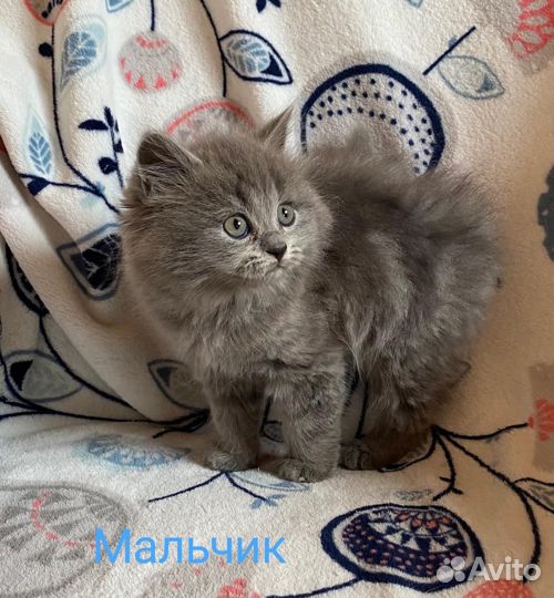 Кошки породистые
