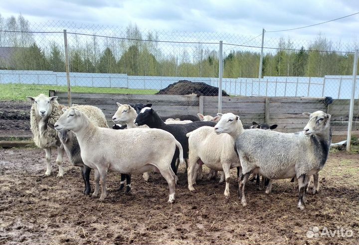 Овцы бараны ягнята