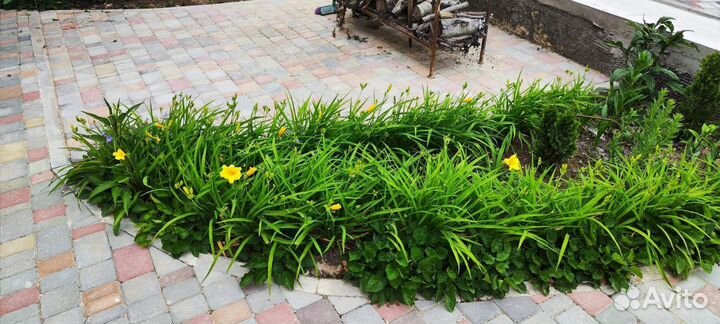 Лилейник мини Стелла (2 шт)