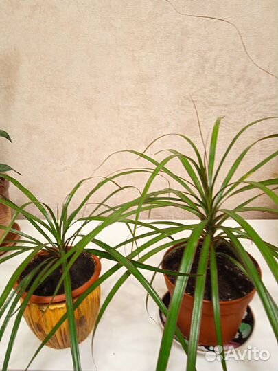 Комнатные цветы.Драцены,аглаонемы,дримиопсис