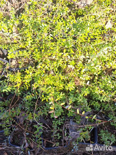 Саженцы клюквы