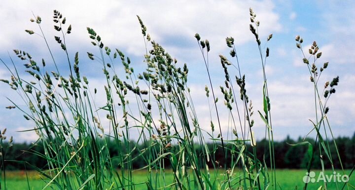 Ежа Сборная, семена от производителя оптом