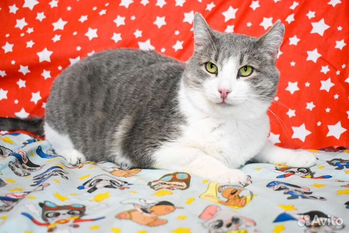 Плюшевый кот Бася ищет дом