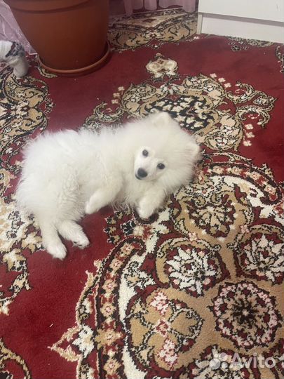 Померанский шпиц