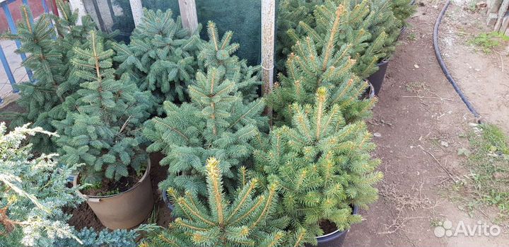 Живая ель в горшке