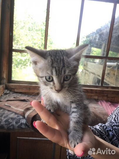 Кошка